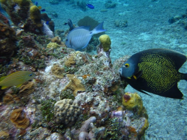 Snorkel en arrecifes